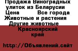 Продажа Виноградных улиток из Беларусии › Цена ­ 250 - Все города Животные и растения » Другие животные   . Красноярский край